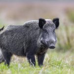 Odd: Lower-League Club Had to Cancel Match Due to Wild Boars