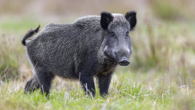 Odd: Lower-League Club Had to Cancel Match Due to Wild Boars
